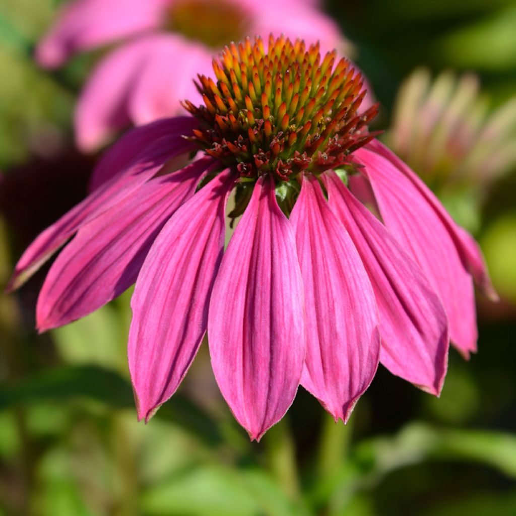 Graines d'Echinacea Pow Wow Wild Berry - Rudbeckia pourpre