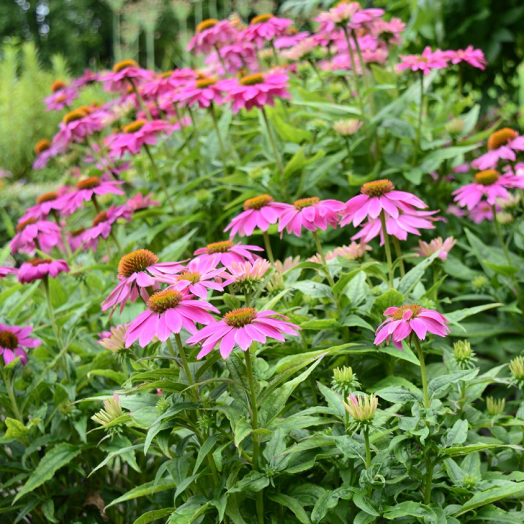 Graines d'Echinacea Pow Wow Wild Berry - Rudbeckia pourpre