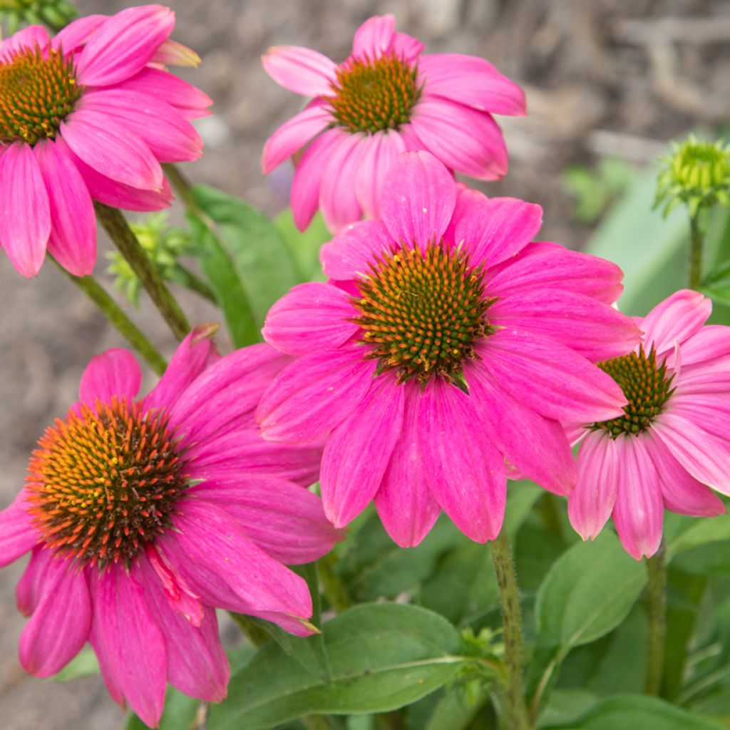 Graines d'Echinacea Pow Wow Wild Berry - Rudbeckia pourpre