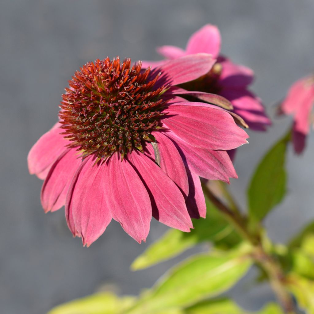 Graines d'Echinacea Pow Wow Wild Berry - Rudbeckia pourpre