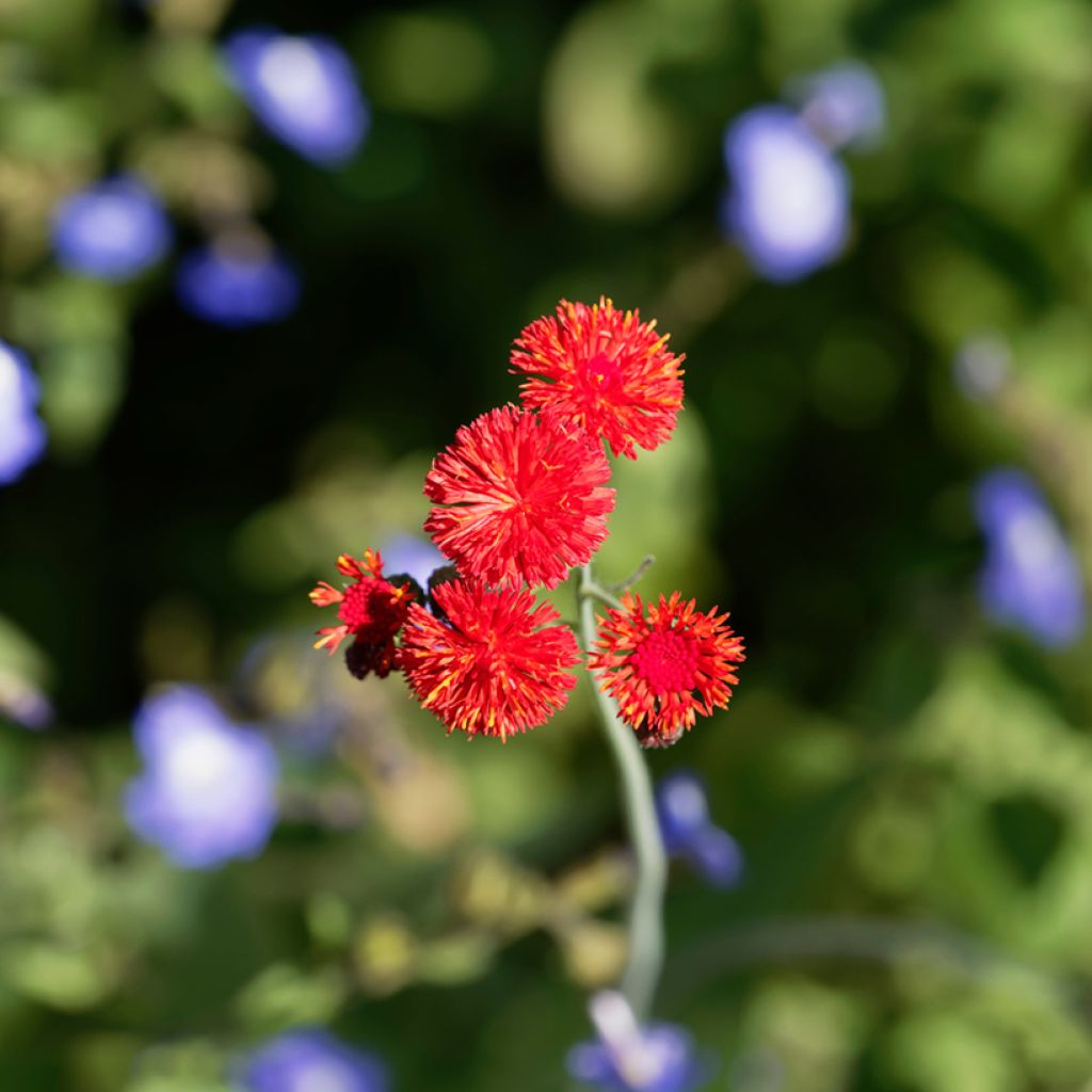 Graines d'Emilia coccinea Scarlet Magic