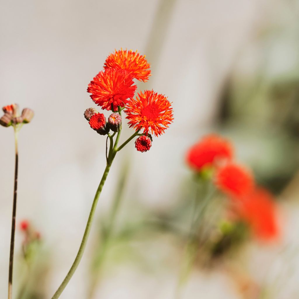 Graines d'Emilia coccinea Scarlet Magic