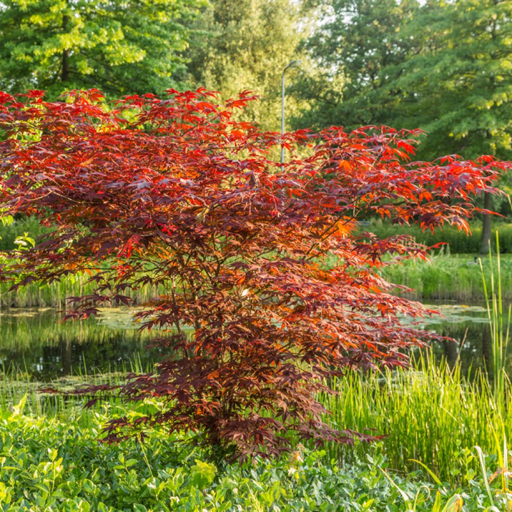 Graines d'Erable du Japon - Acer palmatum Atropurpureum