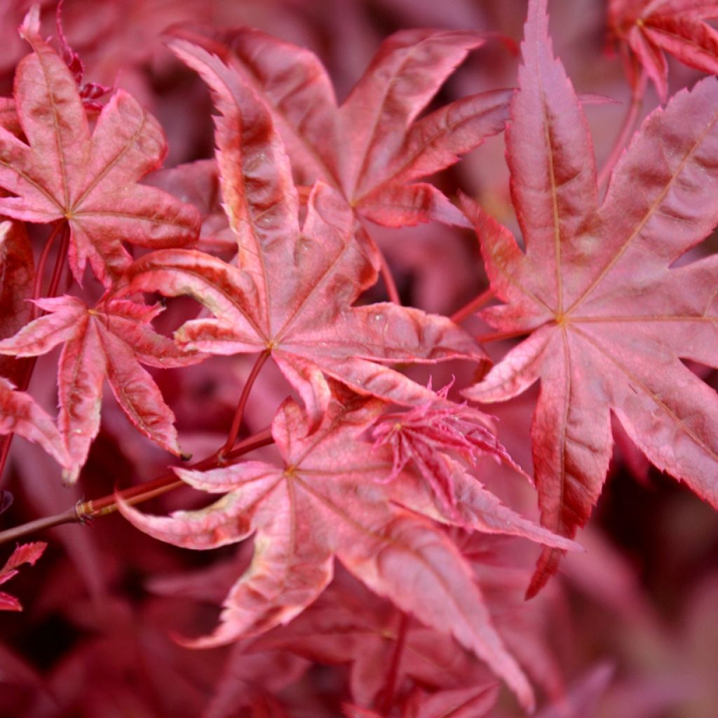 Graines d'Erable du Japon - Acer palmatum Atropurpureum