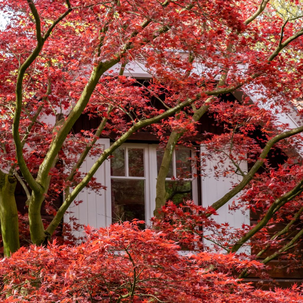 Graines d'Erable du Japon - Acer palmatum Atropurpureum