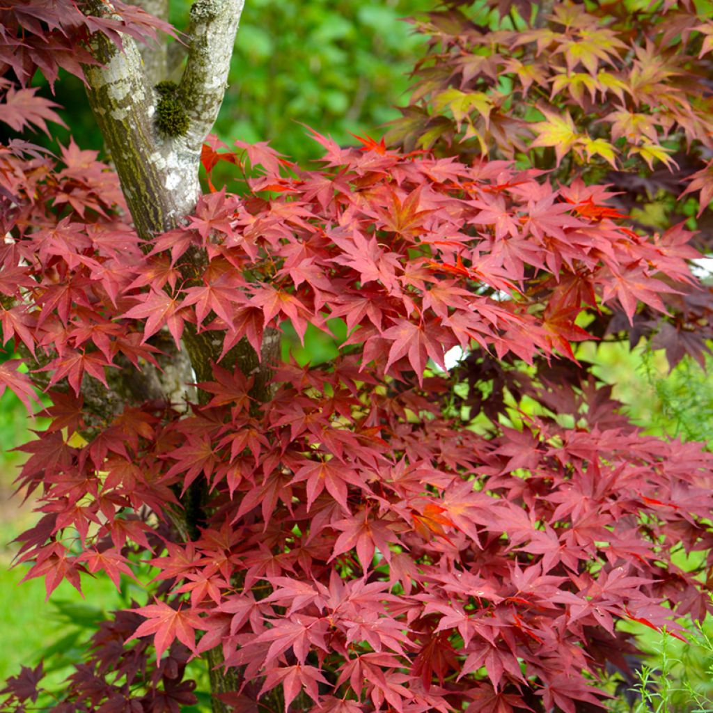 Graines d'Erable du Japon - Acer palmatum Atropurpureum