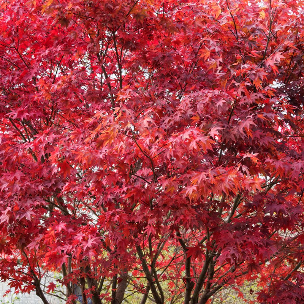 Graines d'Erable du Japon - Acer palmatum Atropurpureum