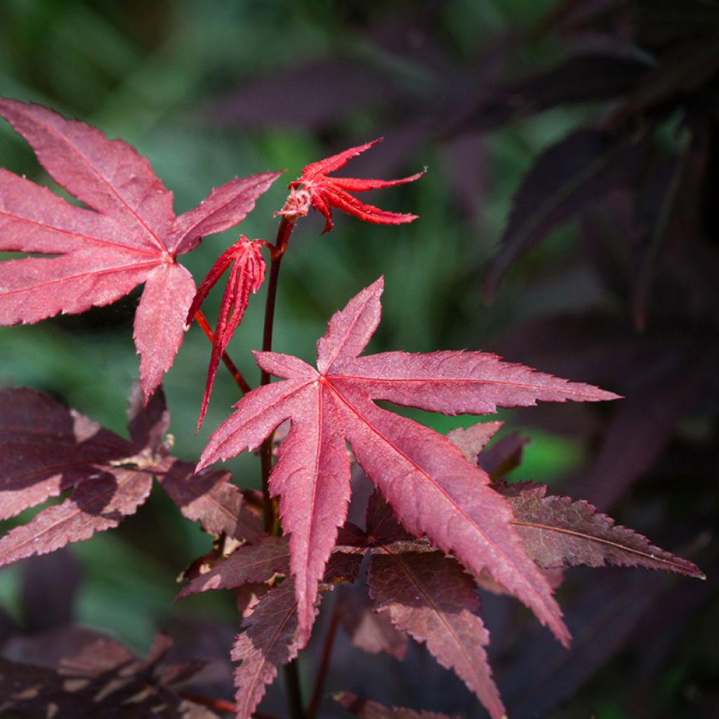 Graines d'Erable du Japon - Acer palmatum Atropurpureum