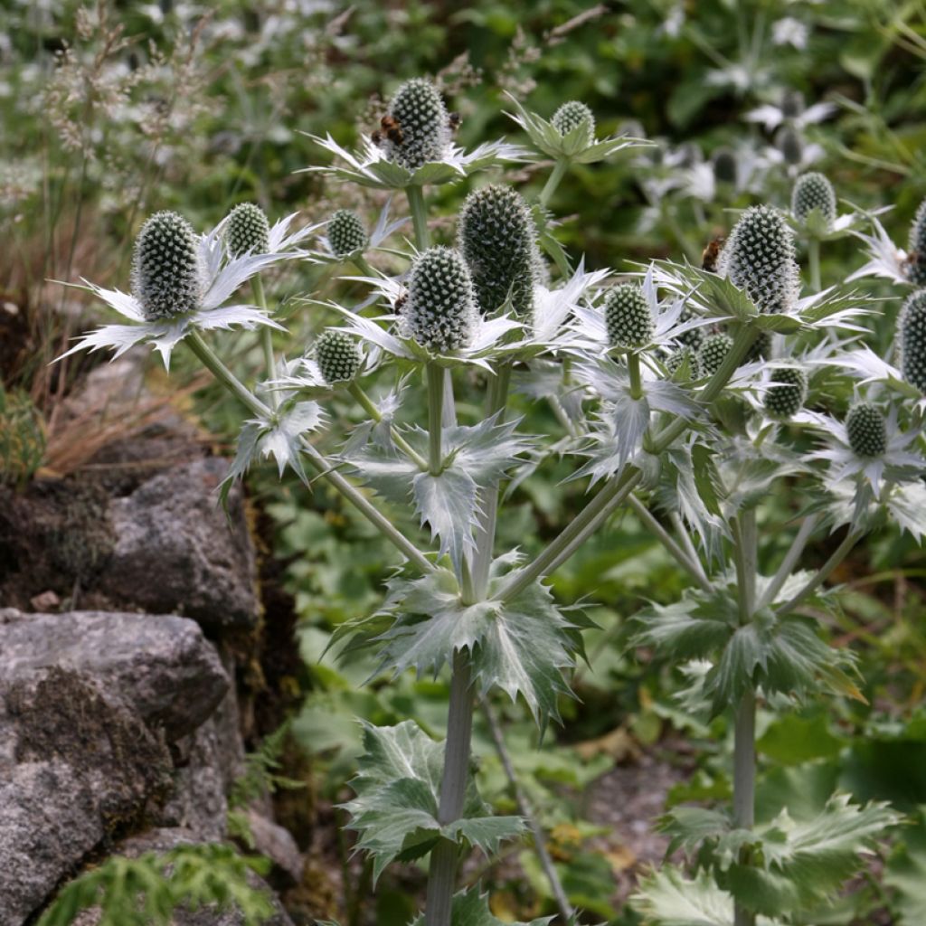 Graines d'Eryngium giganteum Miss Willmotts Ghost - Panicaut géant