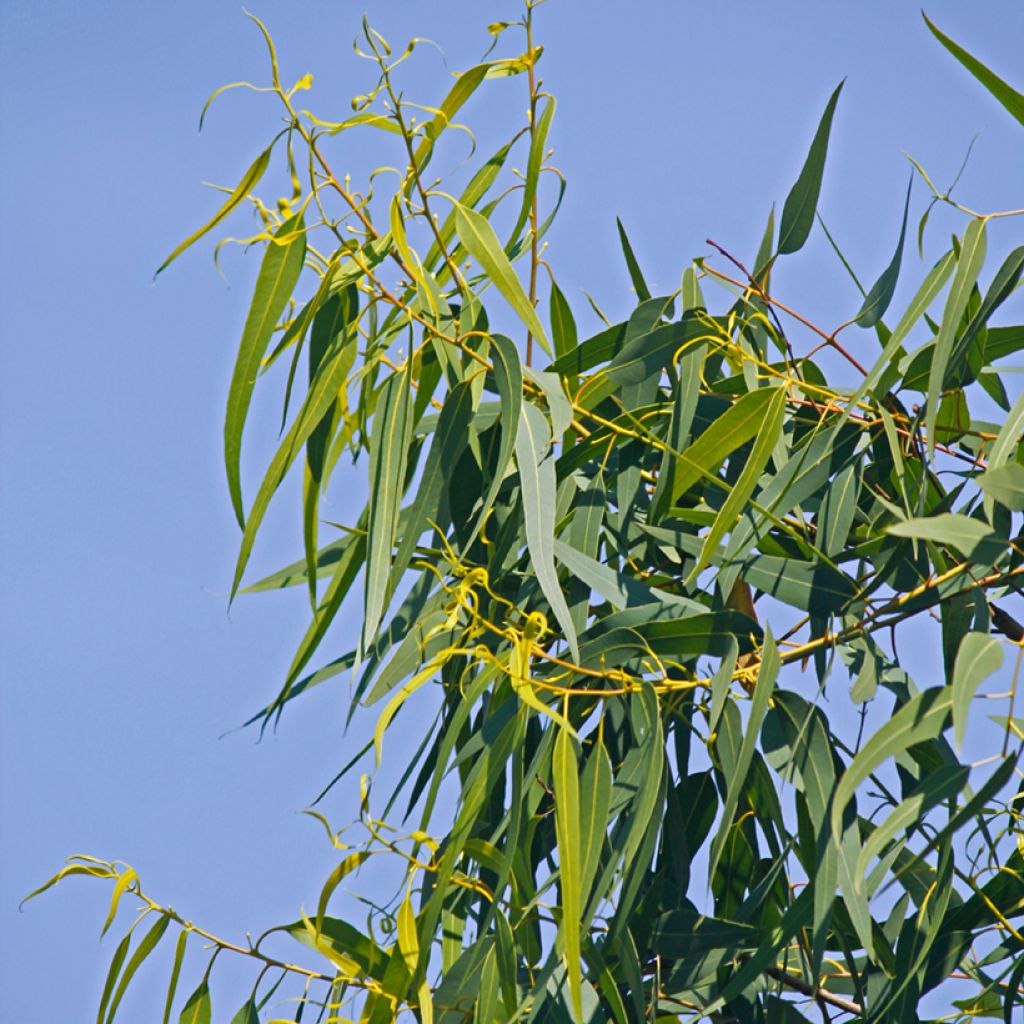 Graines d'Eucalyptus citriodora Lemon Bush