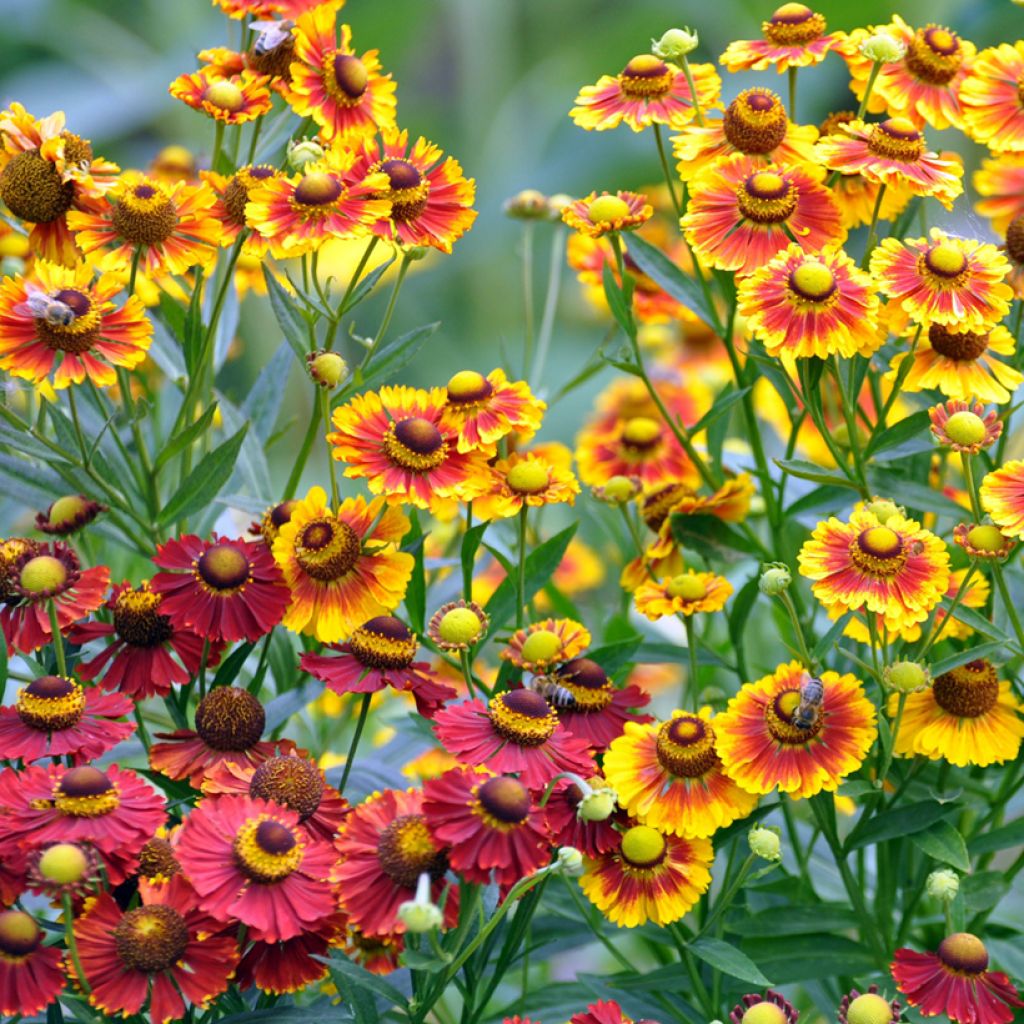 Graines d'Helenium autumnale Red & Gold Hybrids - Hélénie d'automne