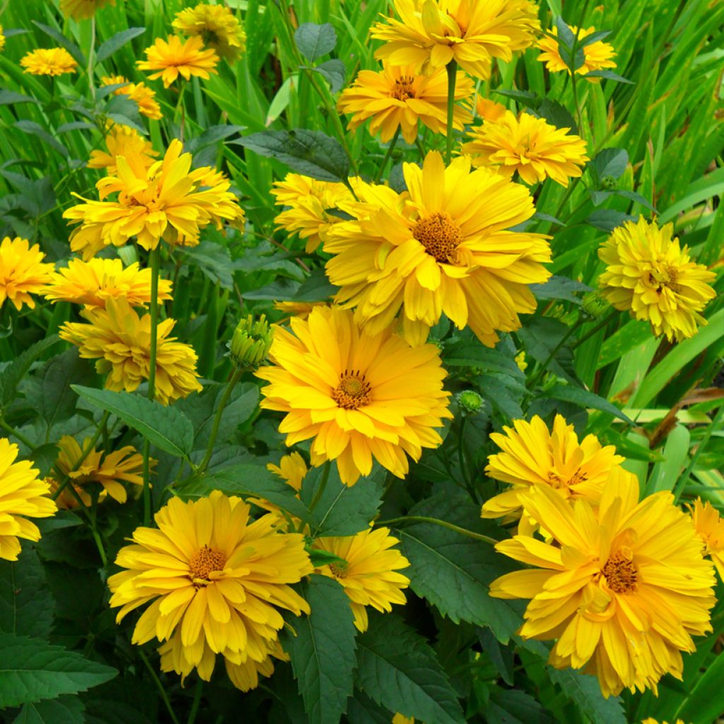 Graines d'Heliopsis scabra Golden Double Hybrids - Soleil vivace