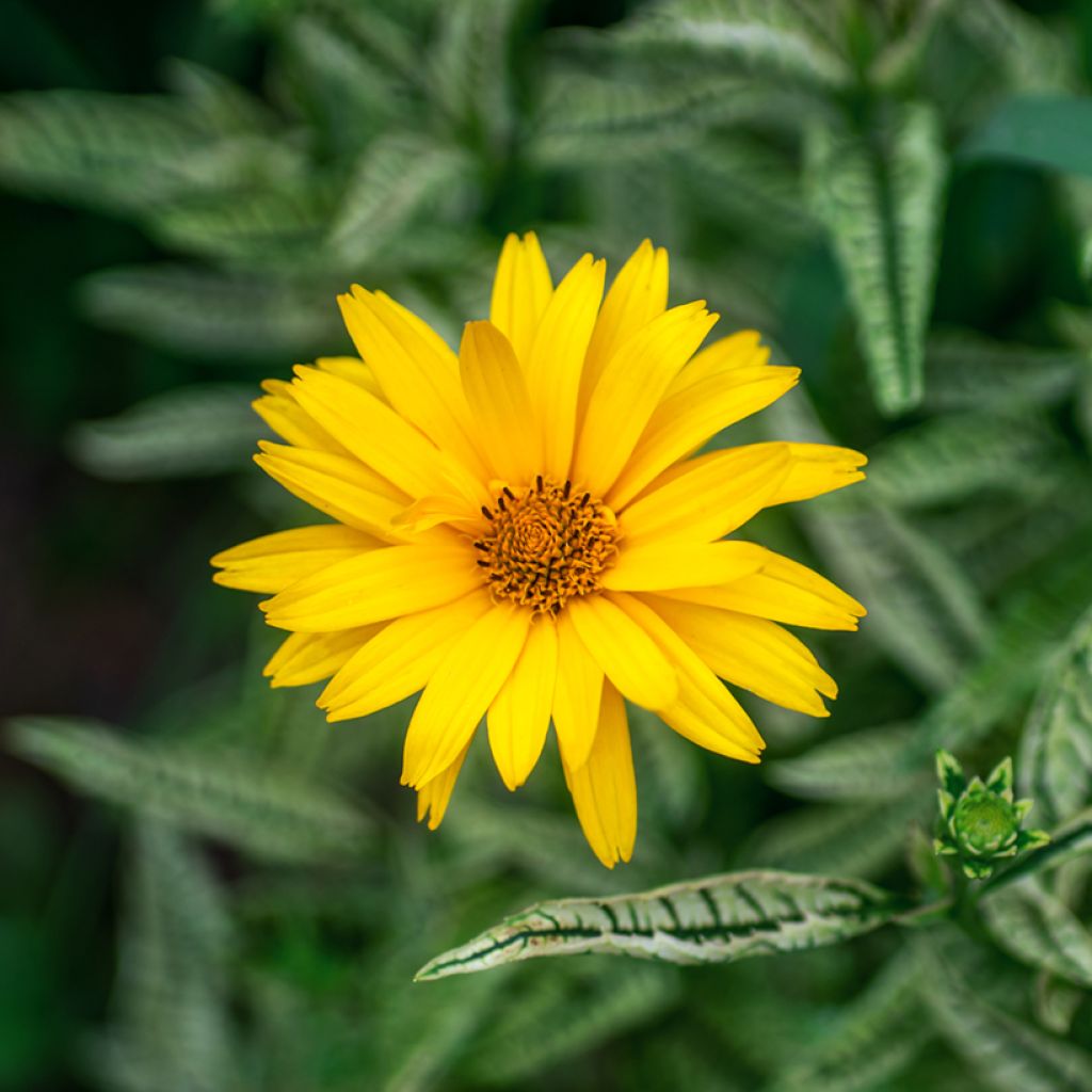 Graines d'Heliopsis scabra Sunburst