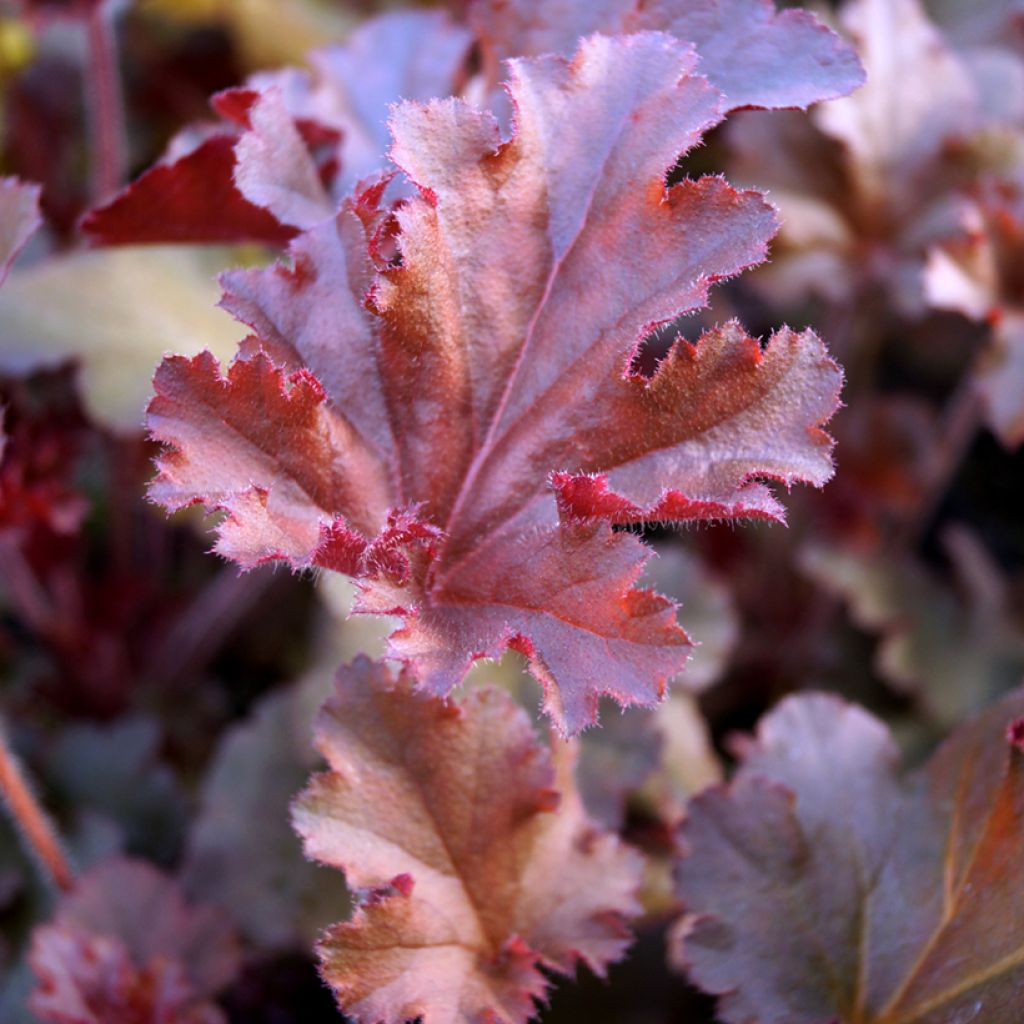 Graines d'Heuchera Melting fire - Heuchère 