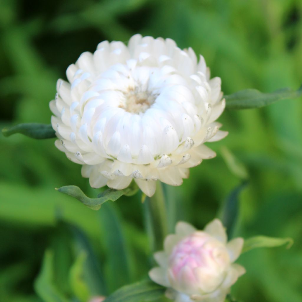 Graines d'Immortelle à bractées monstrueuse double blanche