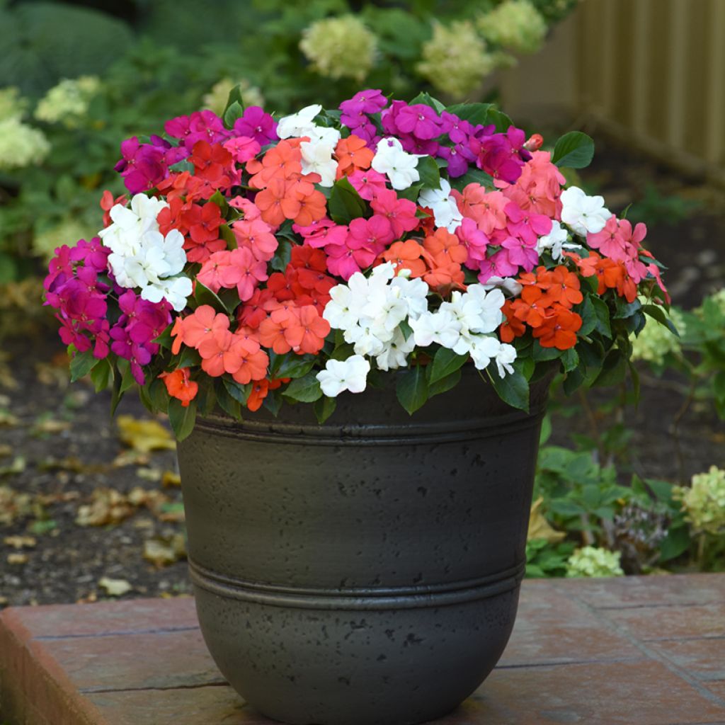 Graines d'Impatiens walleriana Beacon Mix