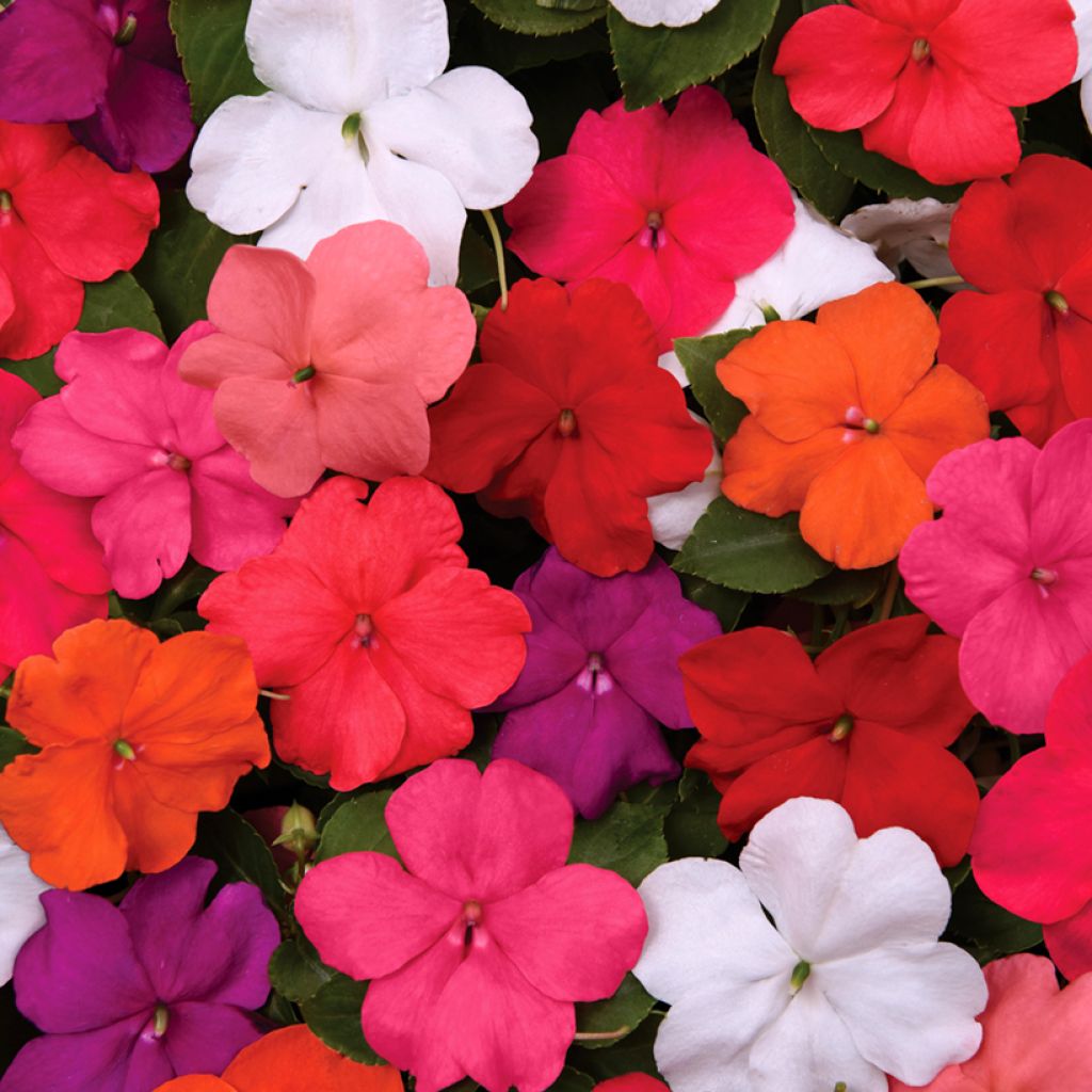 Graines d'Impatiens walleriana Beacon Mix