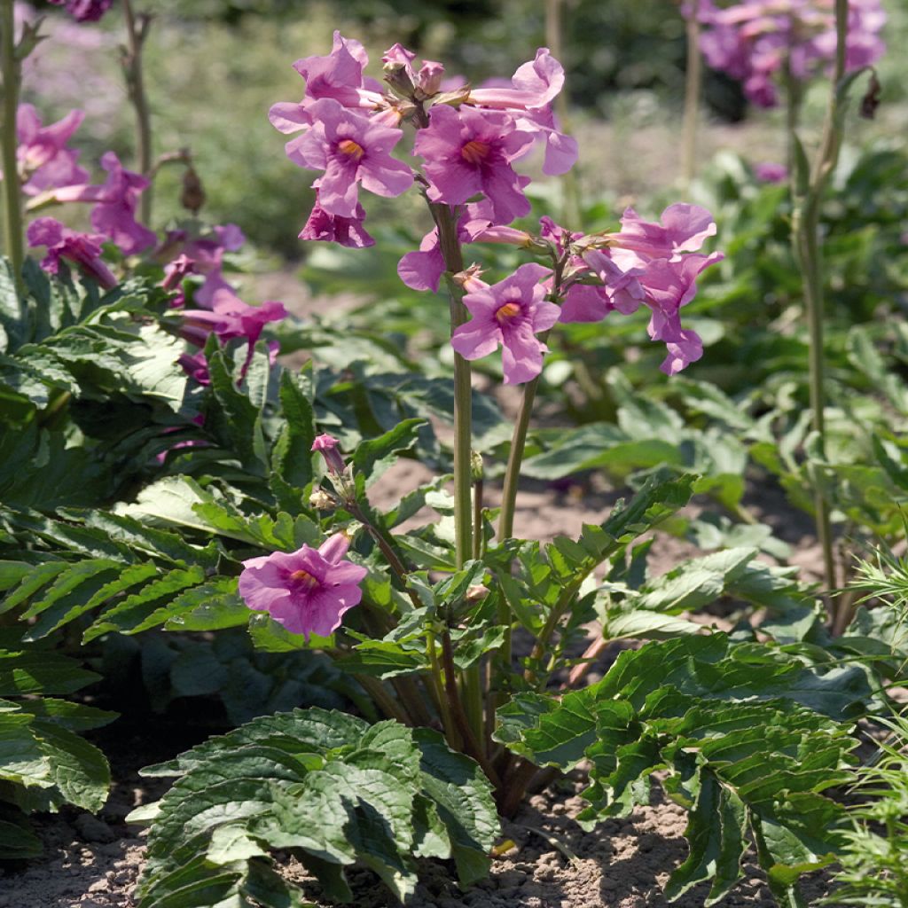 Graines d'Incarvillée de Delavay Deli Rose - Incarvillea delavayi