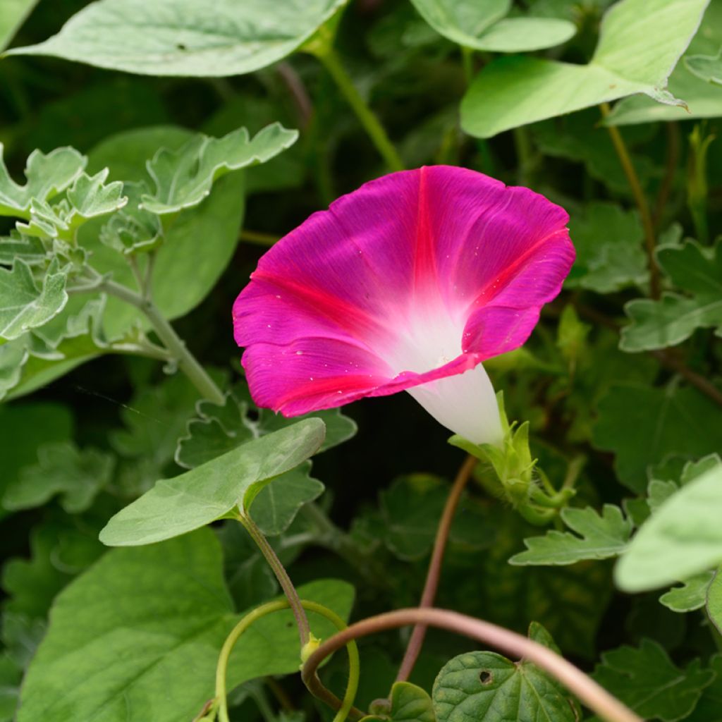 Graines d'Ipomée Crimson Rambler - Ipomoea rubrocaerulea