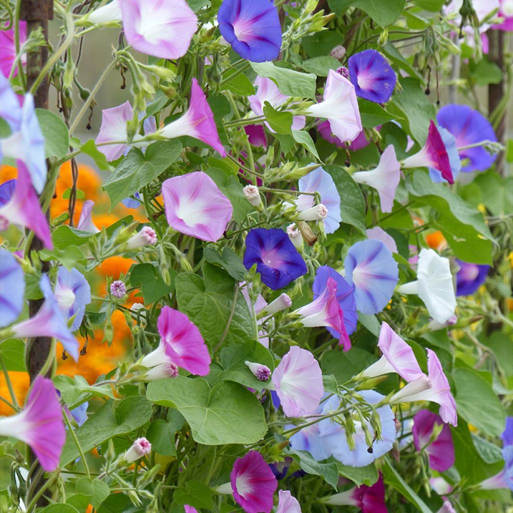 Graines d'Ipomée Lazy Luxe - Ipomoea purpurea