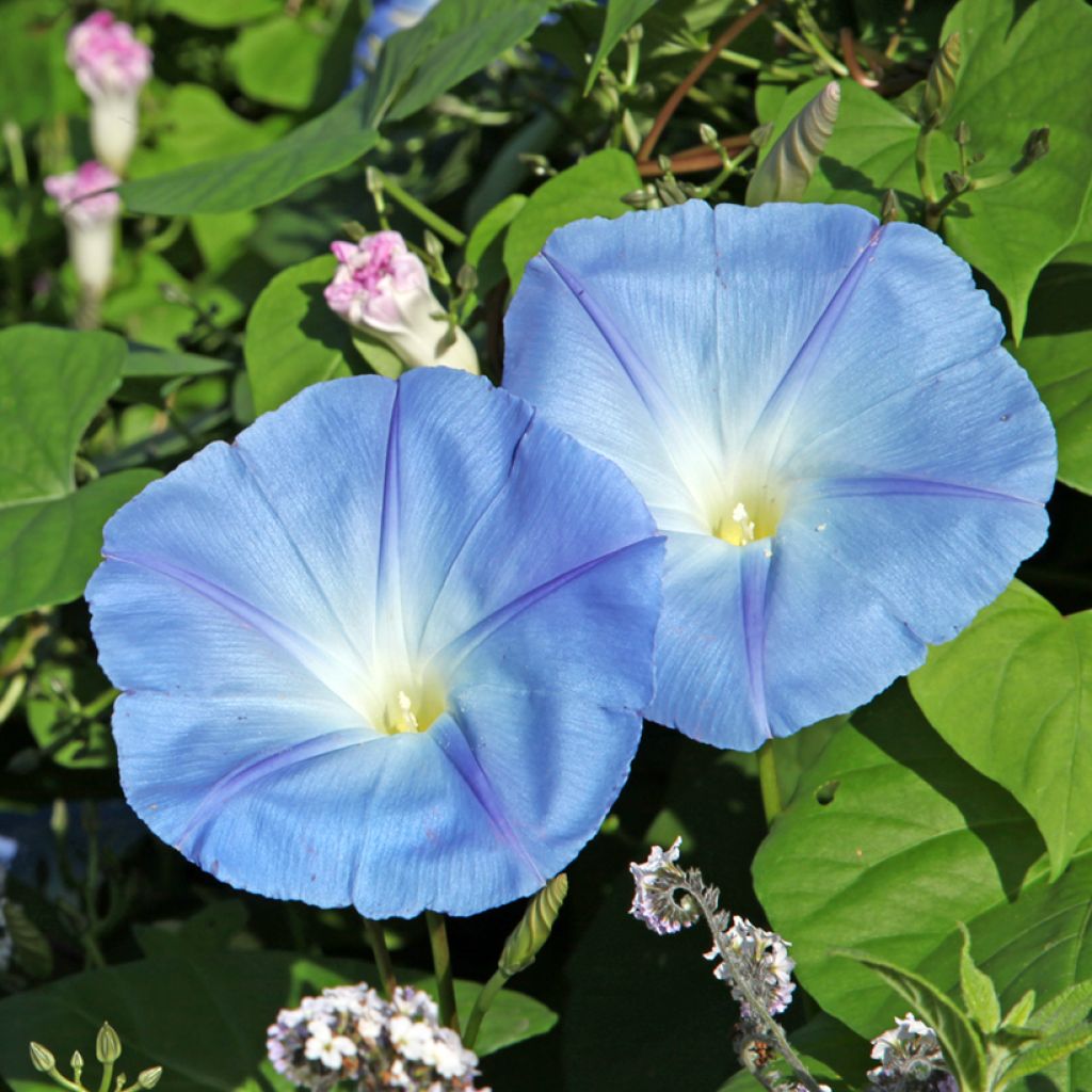 Graines d'Ipomée Light Blue Star - Ipomoea purpurea