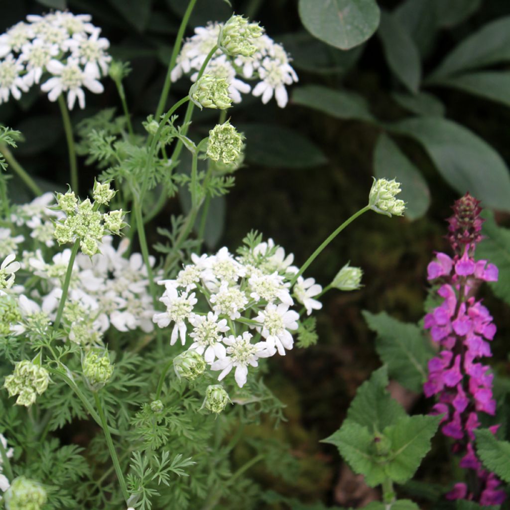 Graines d'Orlaya grandiflora