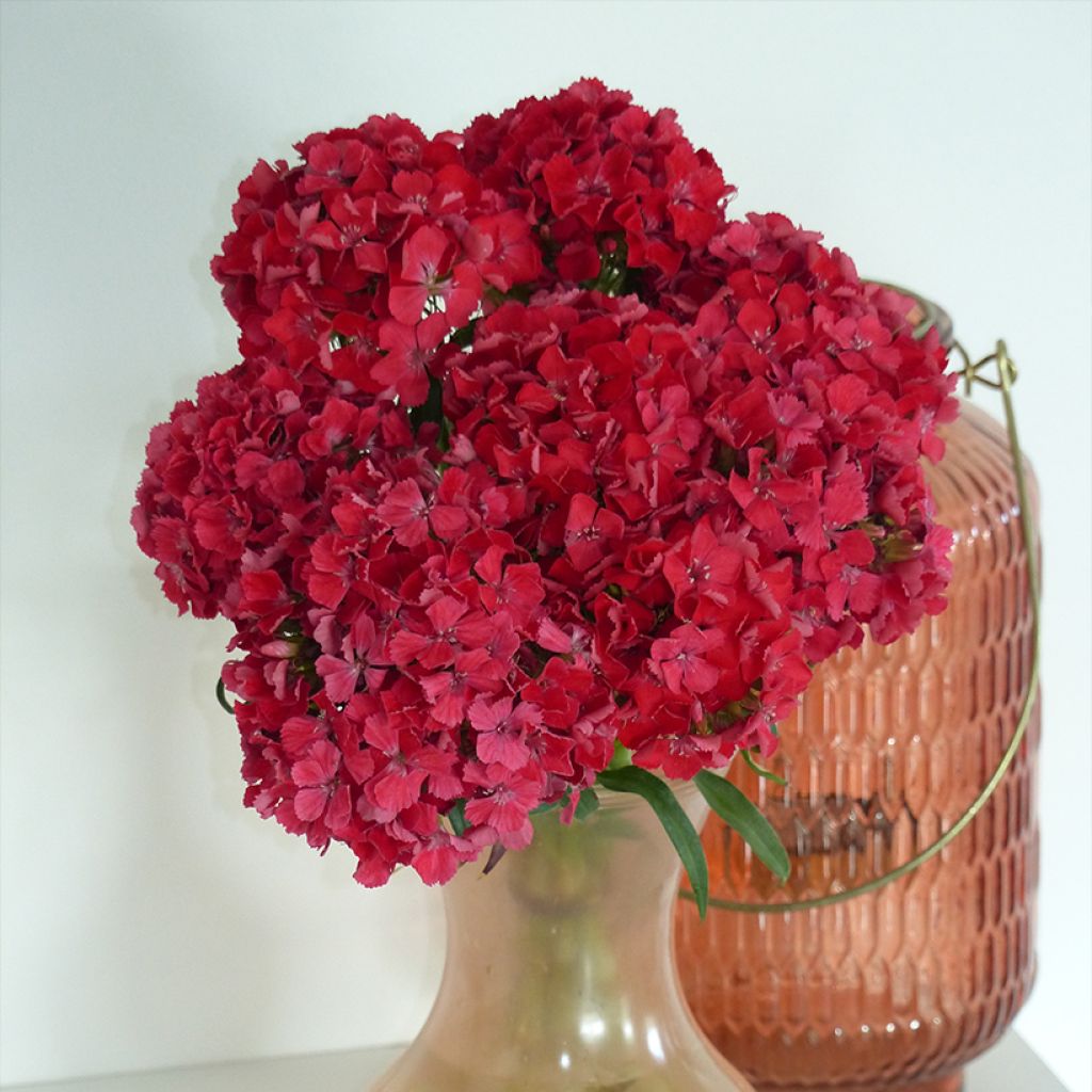 Graines d'Œillet de poète Flora Pearl Terracotta - Dianthus barbatus