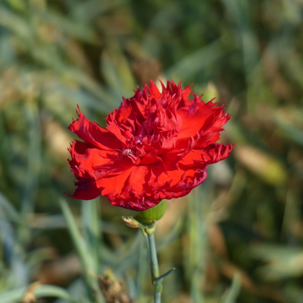 Graines d'Œillet des fleuristes Etincelant