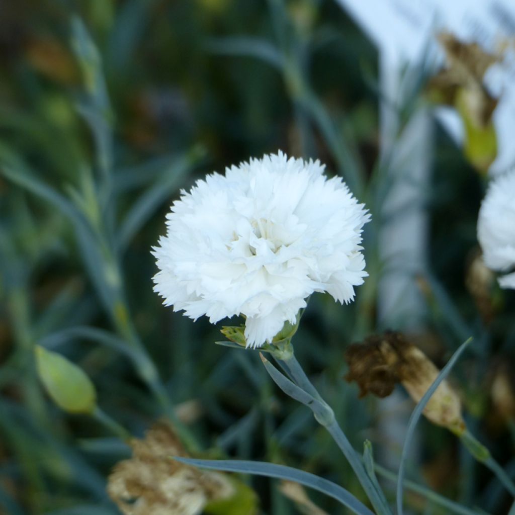 Graines d'Œillet des fleuristes Jeanne Dionis