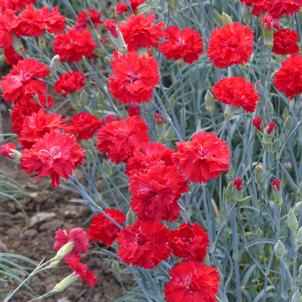 Graines d'Œillet des fleuristes Triumph Scarlet