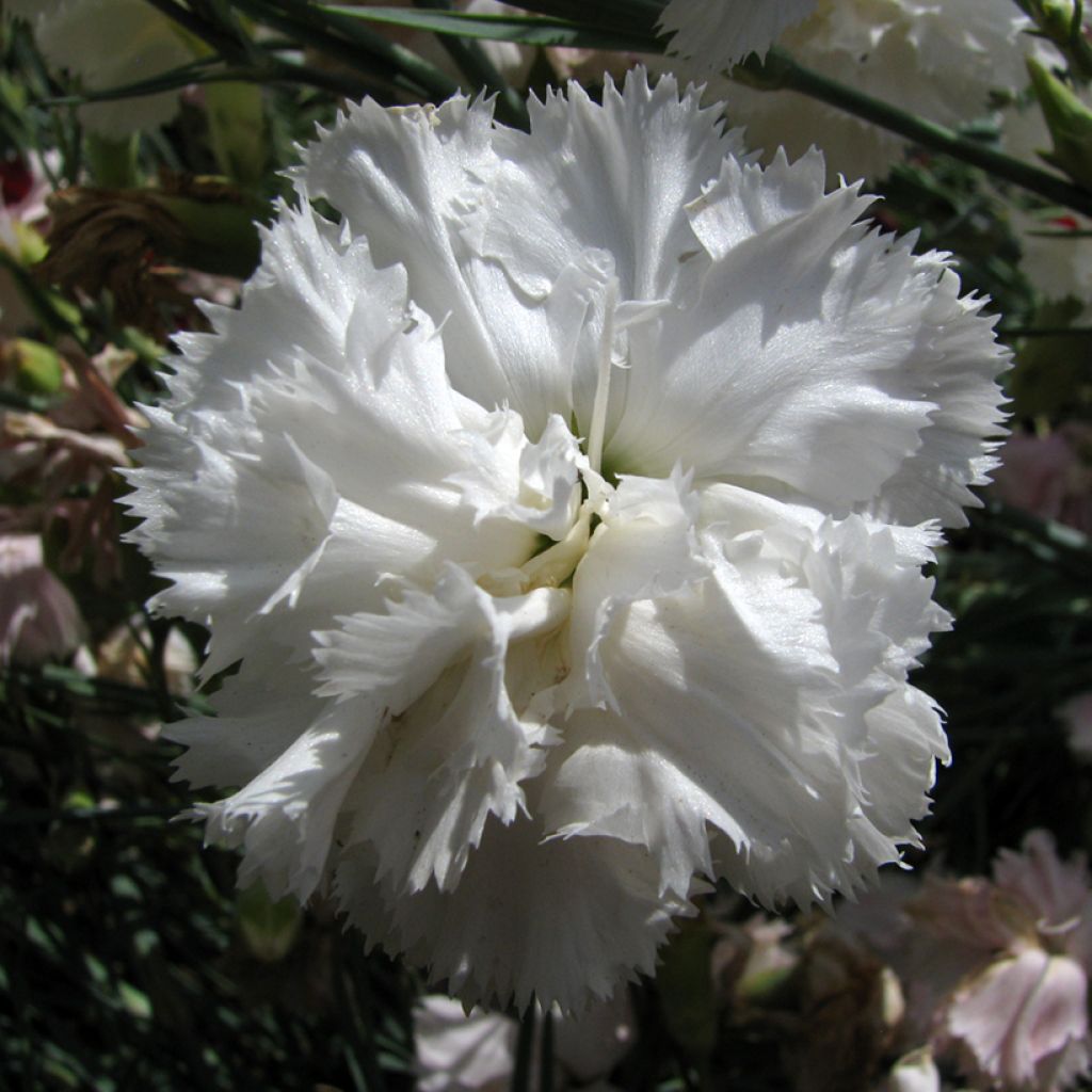 Graines d'Œillet des fleuristes Triumph White