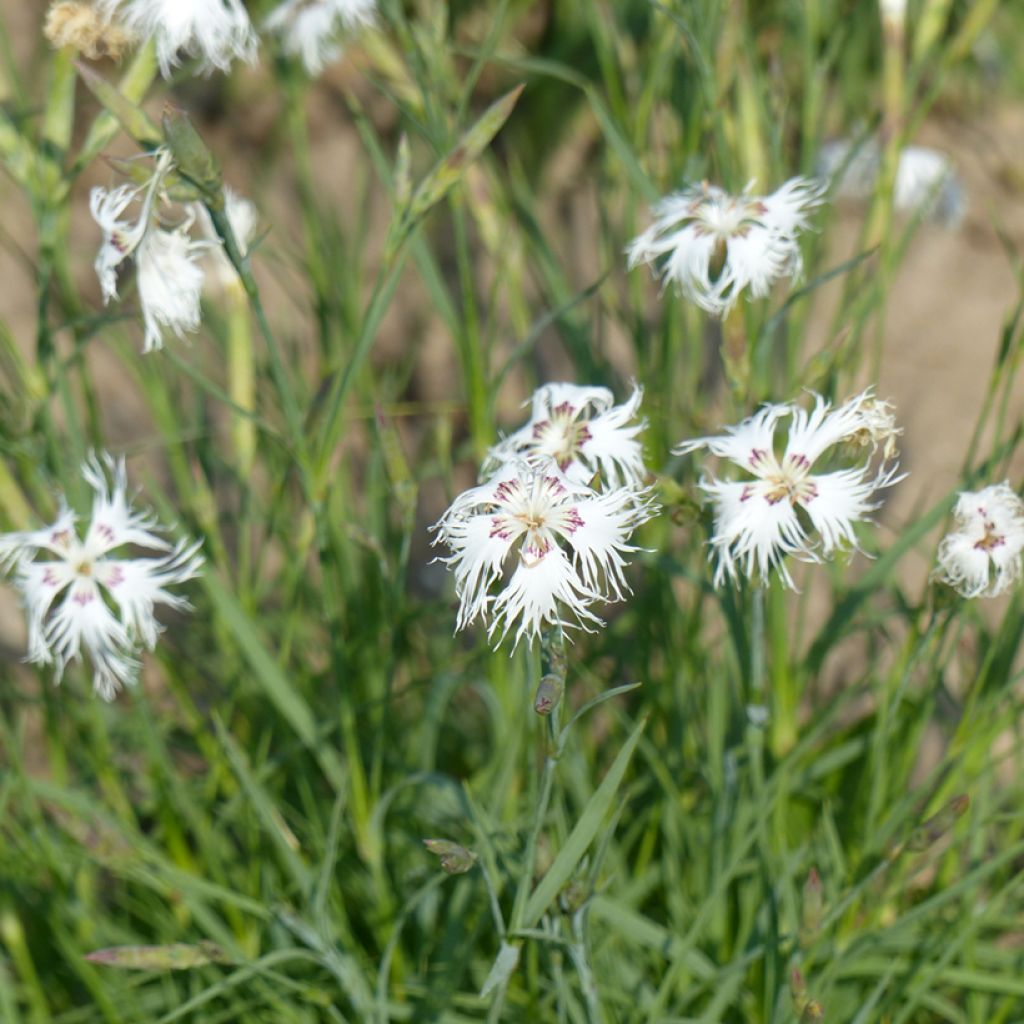 Graines d'Œillet vivace des sables - Dianthus arenarius