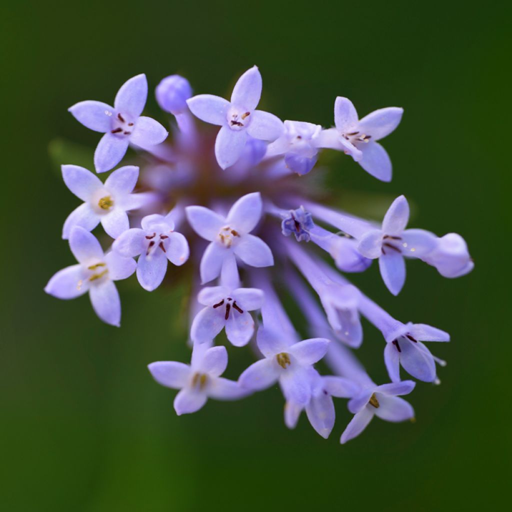 Graines d'aspérule orientale - Asperula orientalis