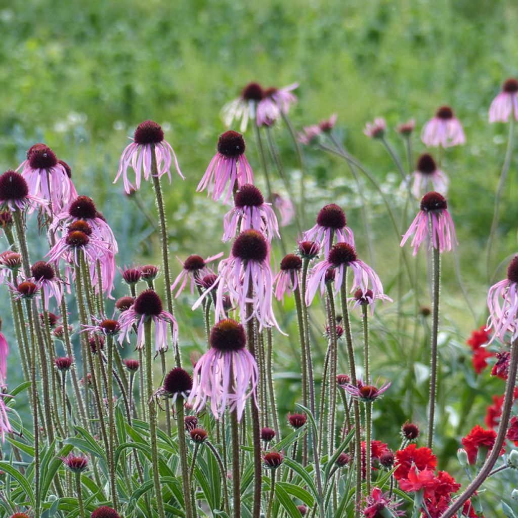 Graines d'échinacée pâle - Echinacea pallida