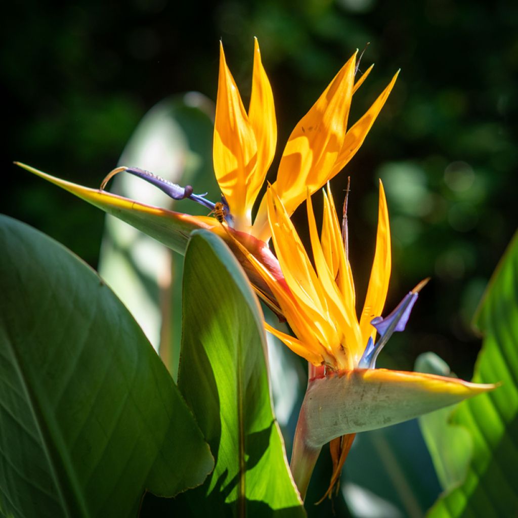 Graines d’Oiseau de Paradis jaune - Strelitzia reginae Mandela’s Gold