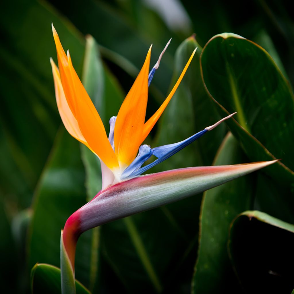 Graines d’Oiseau de Paradis nain - Strelitzia reginae Humilis