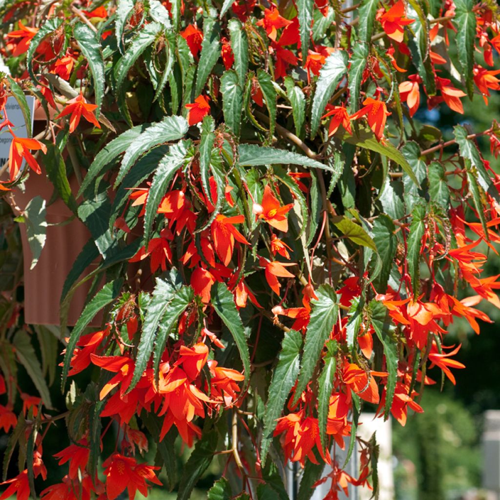 Graines de Bégonia de Bolivie - Begonia boliviensis 