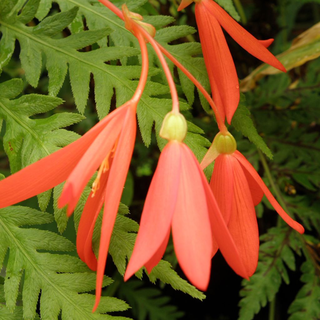 Graines de Bégonia de Bolivie - Begonia boliviensis 