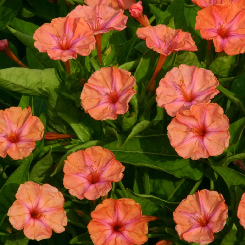 Graines de Belle de Nuit Salmon Sunset - Mirabilis jalapa