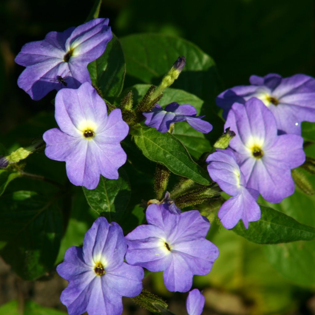 Graines de Browallia Blue Lady