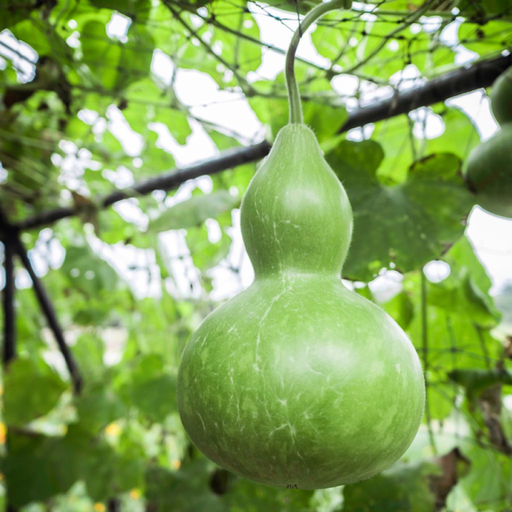 Graines de Calebasse ou gourde pélerine