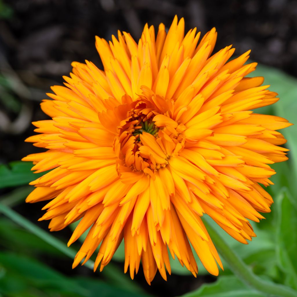 Graines de Calendula officinalis Calexis Orange - Souci des jardins