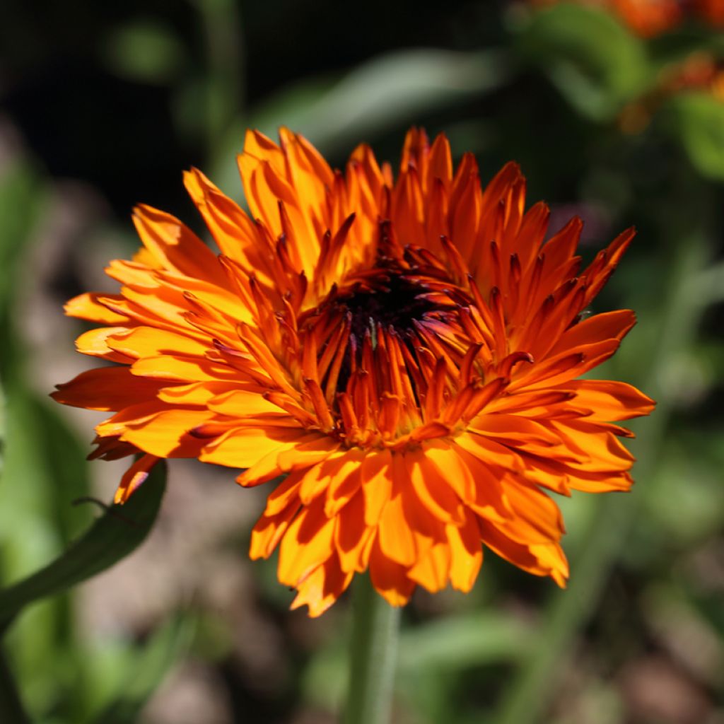 Graines de Calendula officinalis Néon - Souci des Jardins