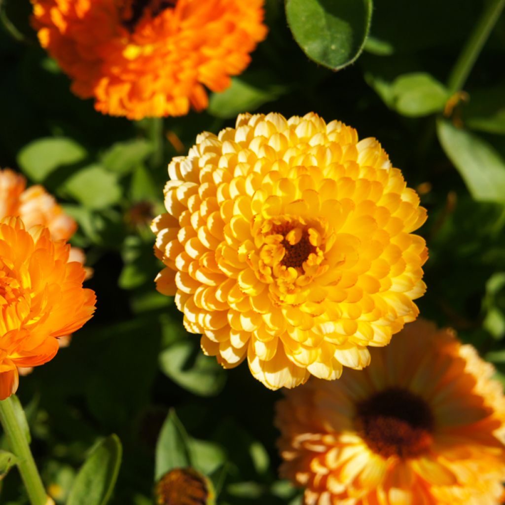 Graines de Calendula officinalis Pink Surprise - Souci des Jardins