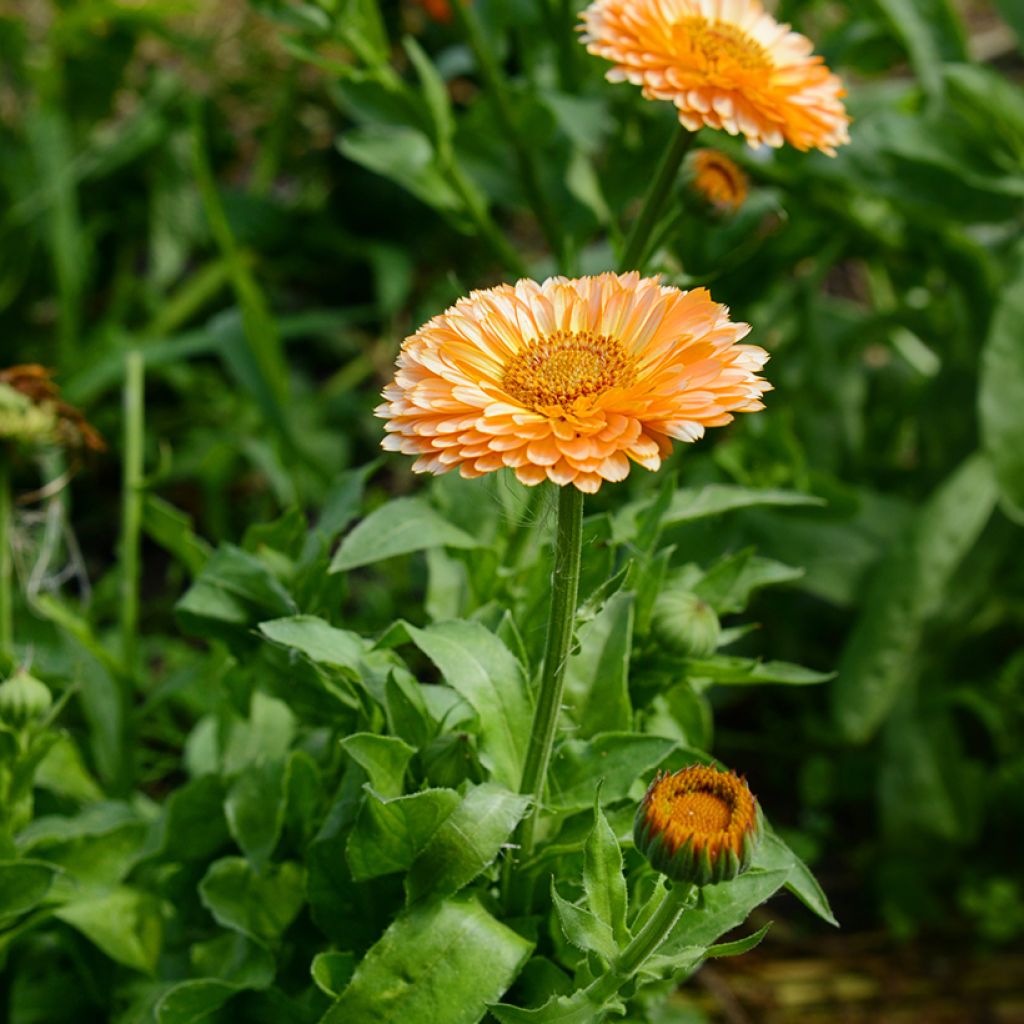 Graines de Calendula officinalis Pink Surprise - Souci des Jardins