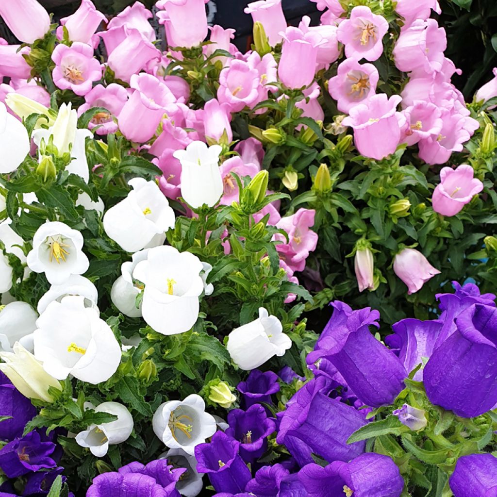 Graines de Campanule carillon en mélange - Campanula medium