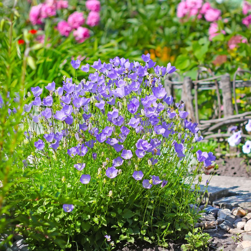 Graines de Campanule des Carpathes bleu - Campanula carpatica