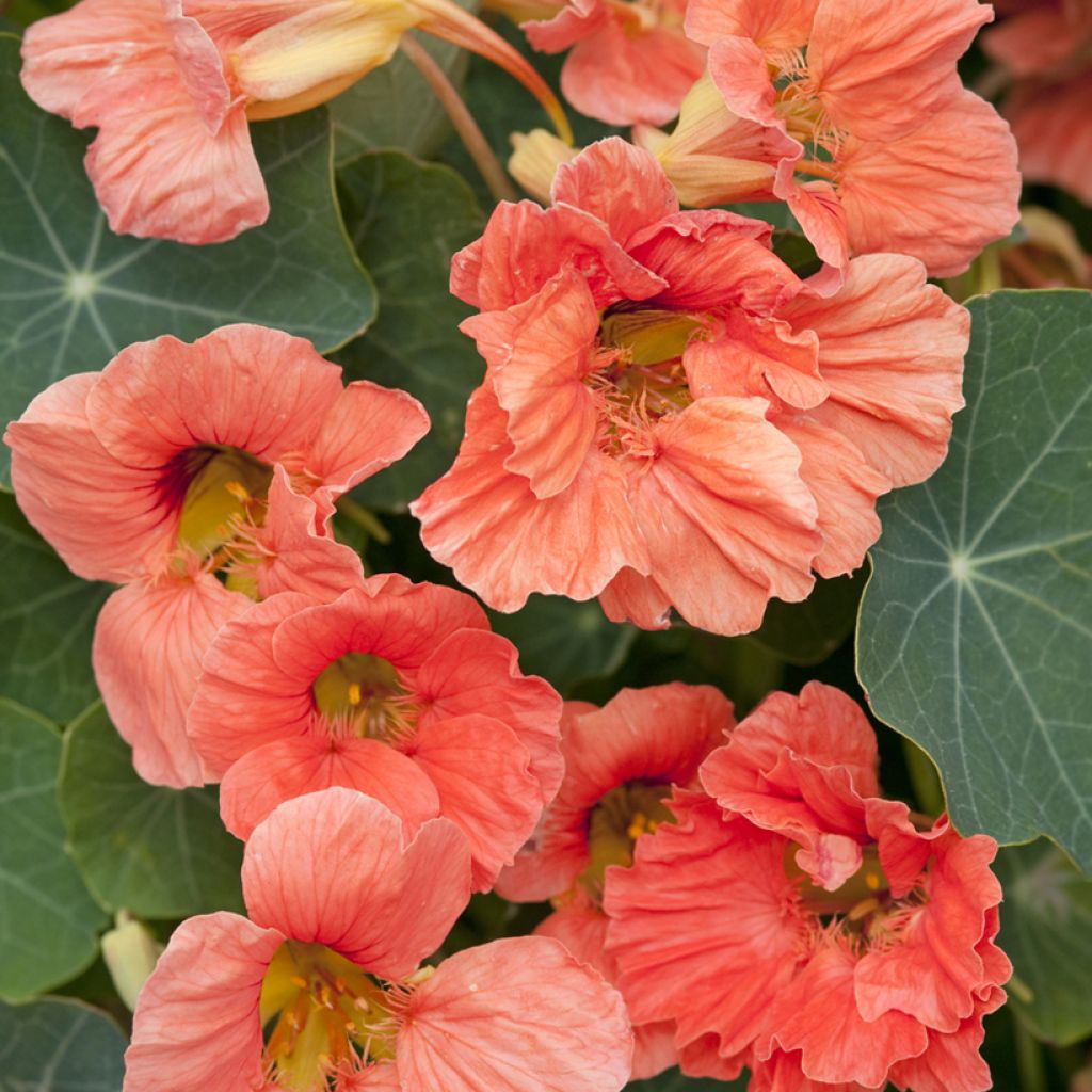 Graines de Capucine grimpante Salmon Gleam - Tropaeolum majus