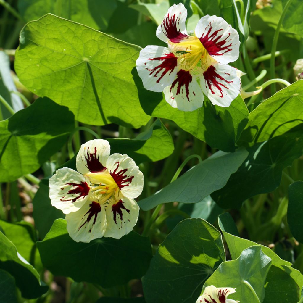 Graines de Capucine naine Chameleon - Tropaeolum majus