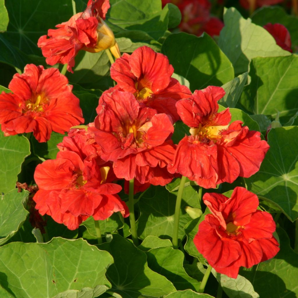 Graines de Capucine naine Cherrelle - Tropaeolum